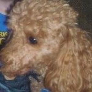 Meet your Posher, Misti